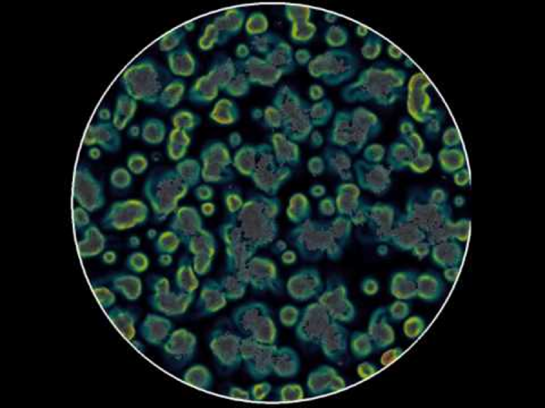 Cells modeled as self-propelled particles with autologous chemotaxis. Cells modeled as self-propelled particles with autologous chemotaxis.