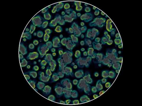 Cells modeled as self-propelled particles with autologous chemotaxis.